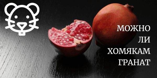 ᐉ можно ли хомякам яблоки: джунгарским, сирийским, кэмпбелла и другим породам - zoopalitra-spb.ru