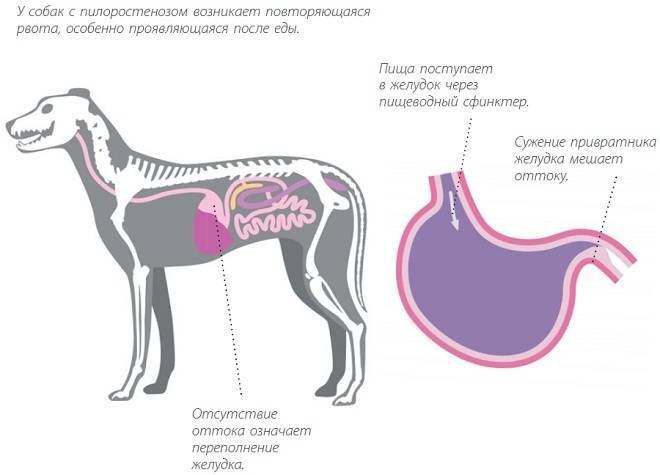 Собаку рвет после еды непереваренной пищей: причины, что делать, лечение, подбор корма