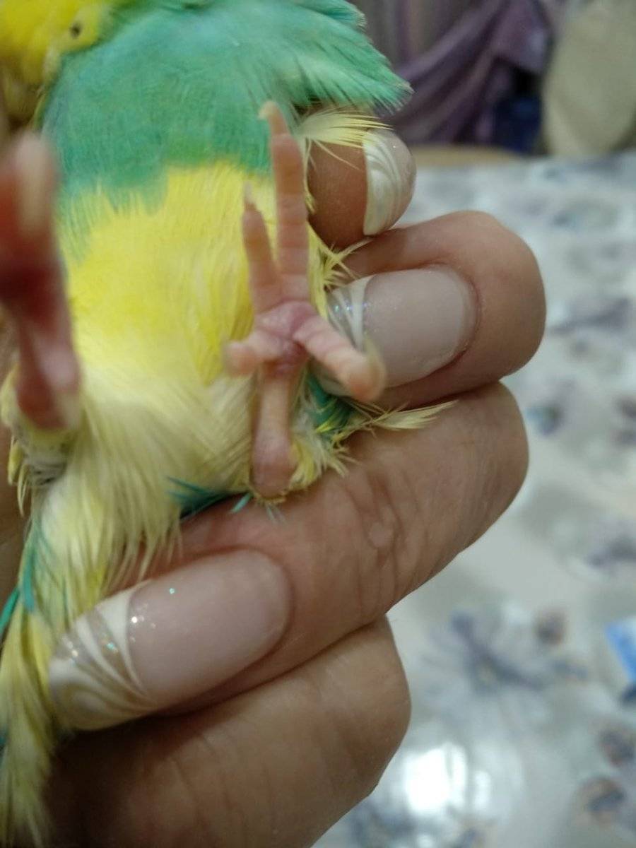 Подагра у попугаев: симптомы, лечение, профилактика, опасна ли для волнистой птицы
