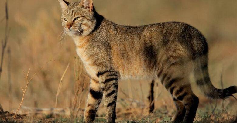 Африканская порода диких кошек- сервал: описание