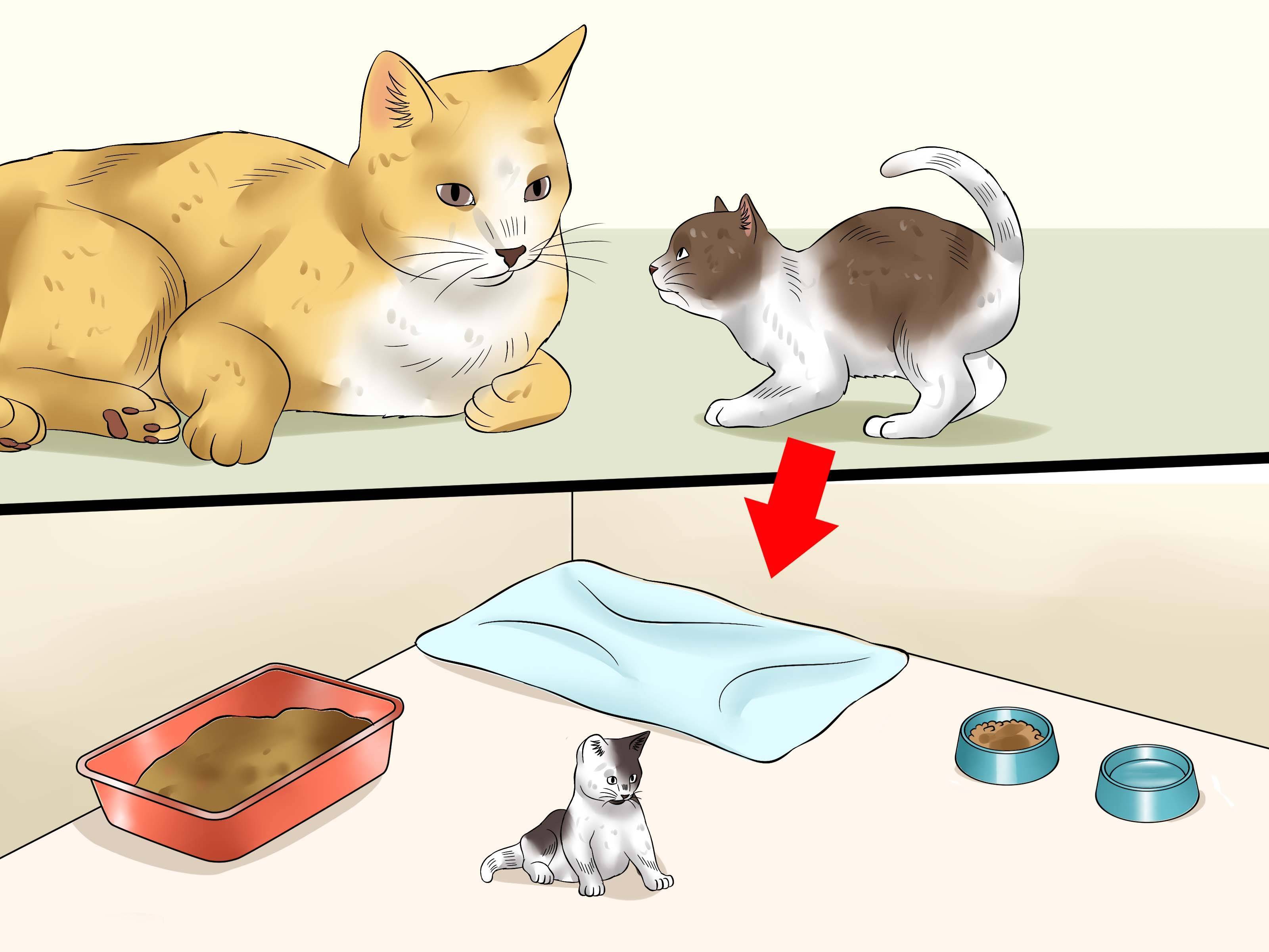 Почему кот дрожит после еды. кошка дрожит — почему и что делать? когда обращаться к ветеринару