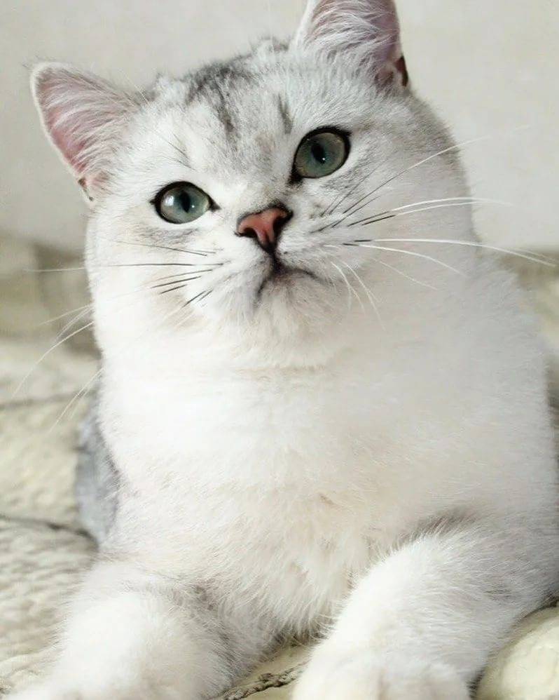 Фото красивых окрасов британских кошек
