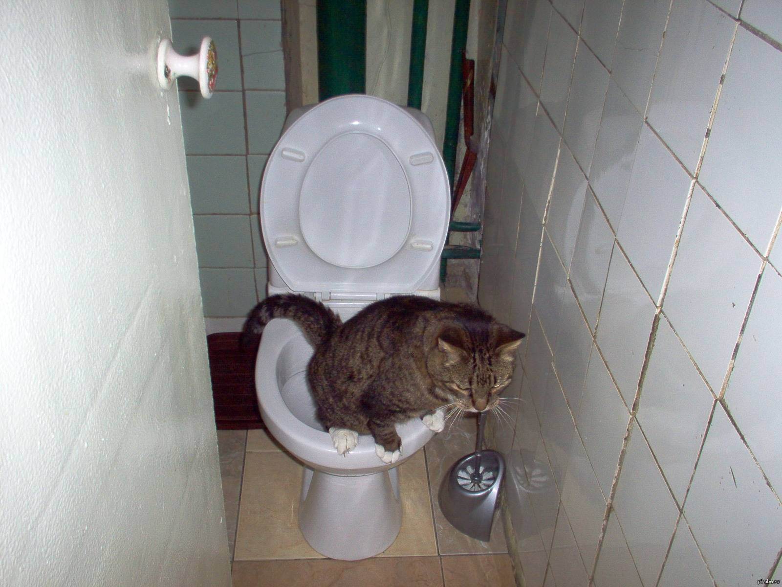 5 причин почему кот не может сходить в туалет - симптомы и лечение
