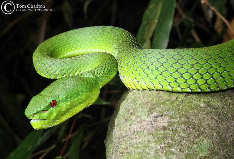 Зеленая змея: 105 фото и видео среды обитания и образа жизни