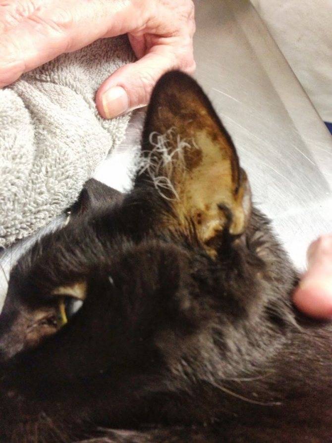 Подкожные клещи у кошек, заражение, диагностика и лечение