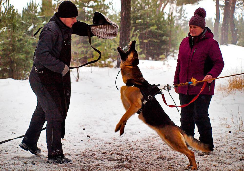 Порядок обучения собаки команде дай лапу: дрессировка навыка у щенков