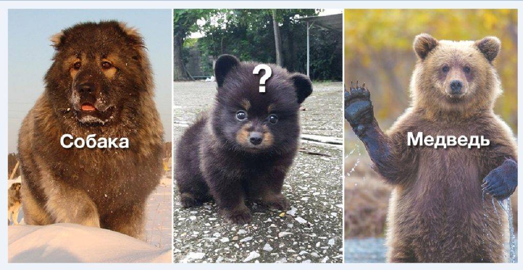 Порода собак, похожая на медвежонка — название, фото, описание