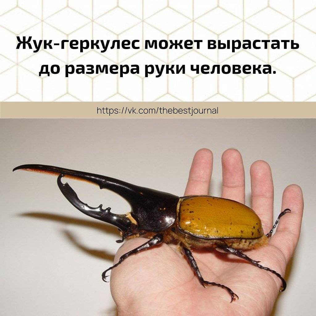 Описание жука геркулесу из красной книги
