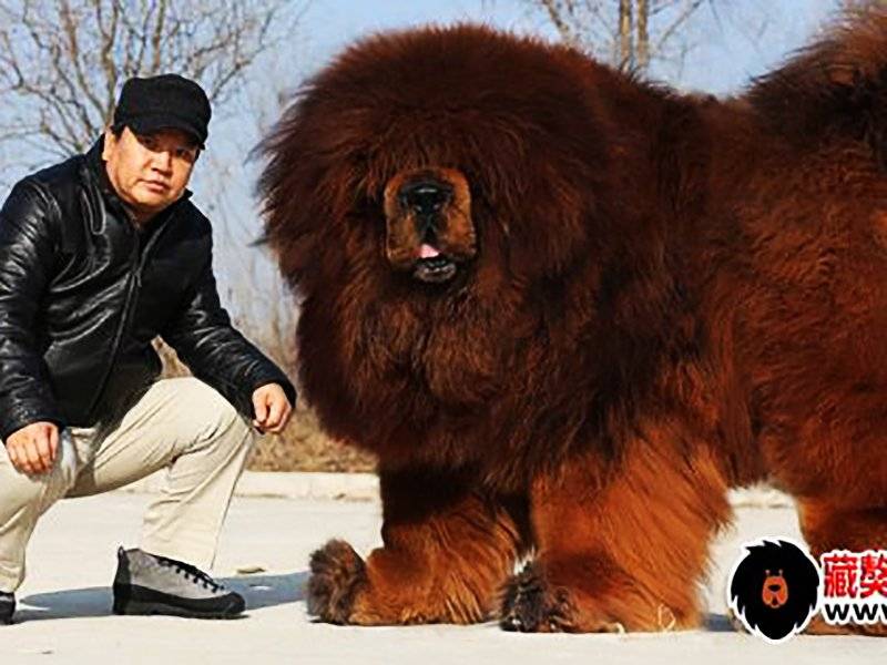 Тибетский мастиф – не только самая дорогая собака, но и обладатель других рекордов