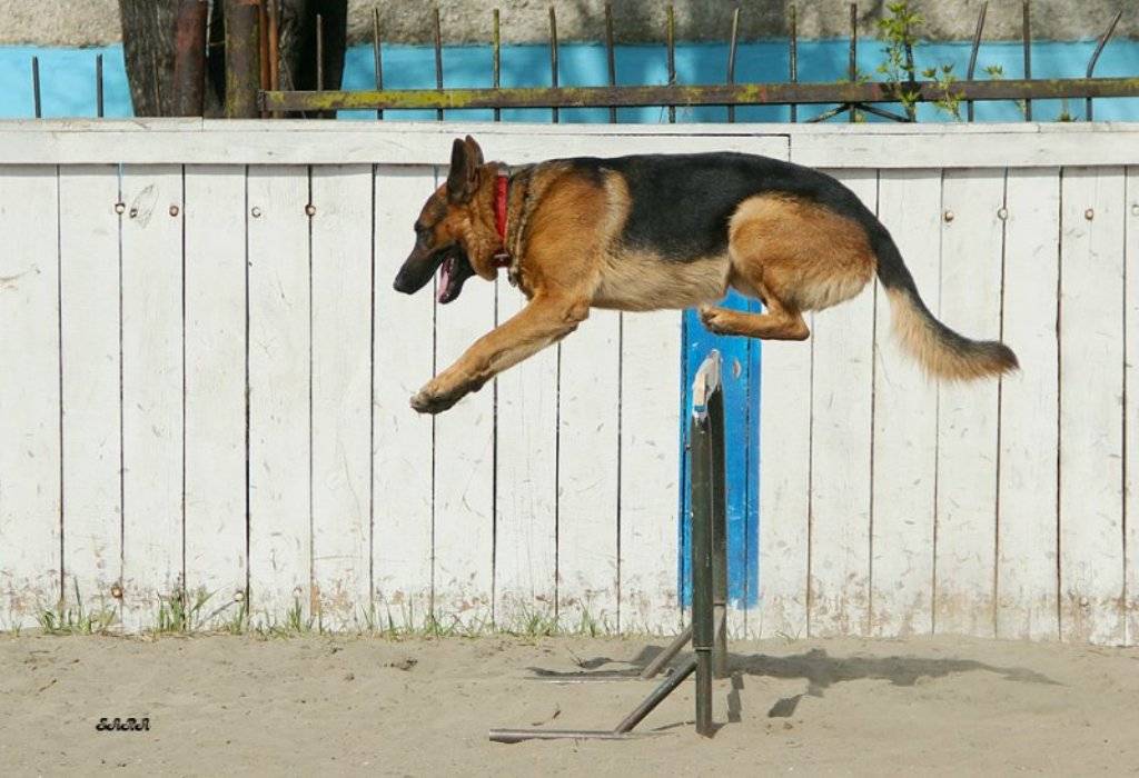 Какие команды входят в окд или общий курс дрессировки для собак и в ркф или нормативы российской кинологической федерации