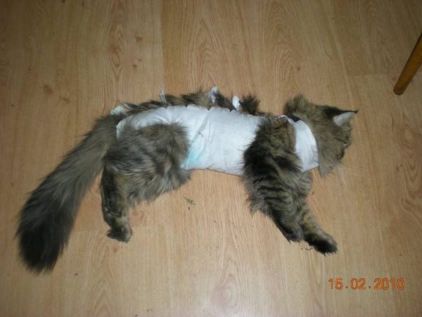 Сколько времени кошка после стерилизации отходит от наркоза, почему она долго остается вялой и много спит?