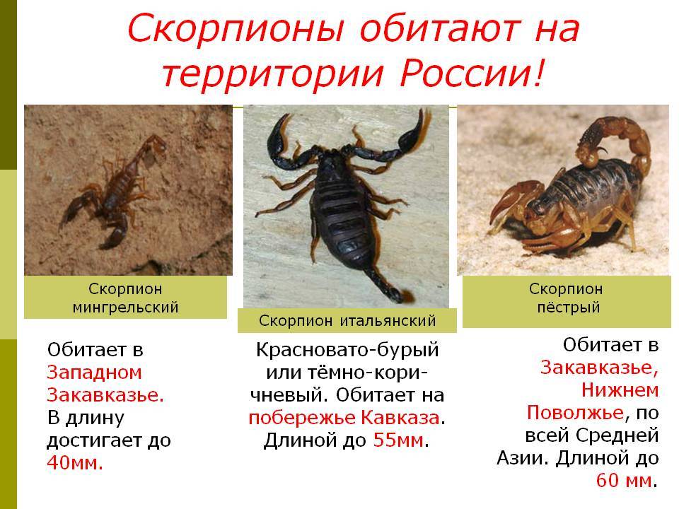 Водяной скорпион: как выглядит, чем питается, опасен ли для человека