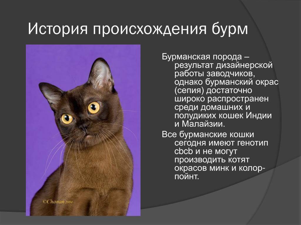 Кошка бурмилла: описание породы и характера