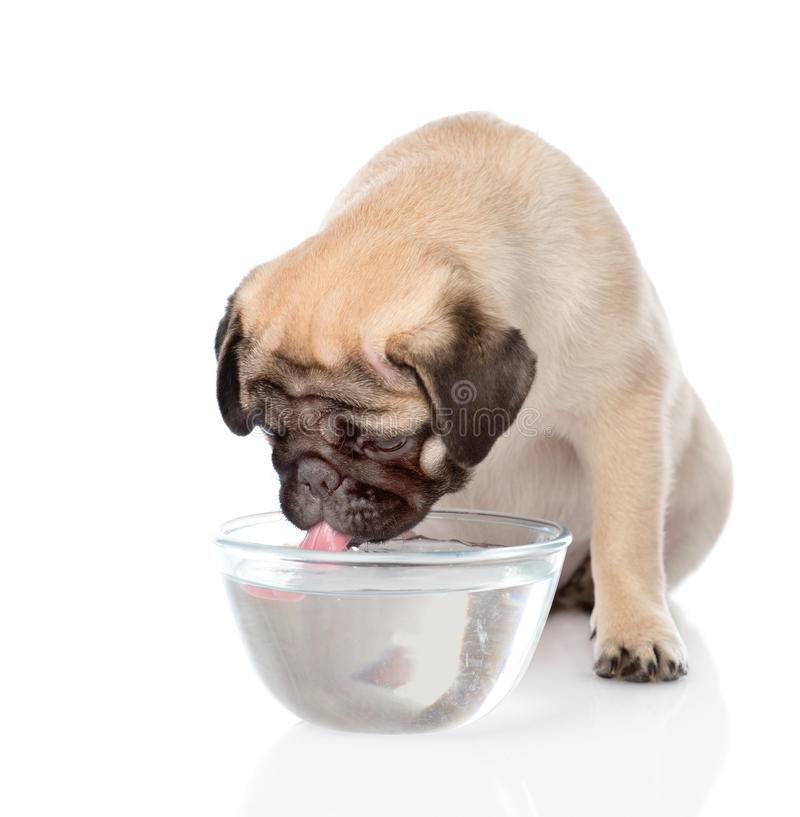 Собака отказывается от еды: причины, общие меры, анализы