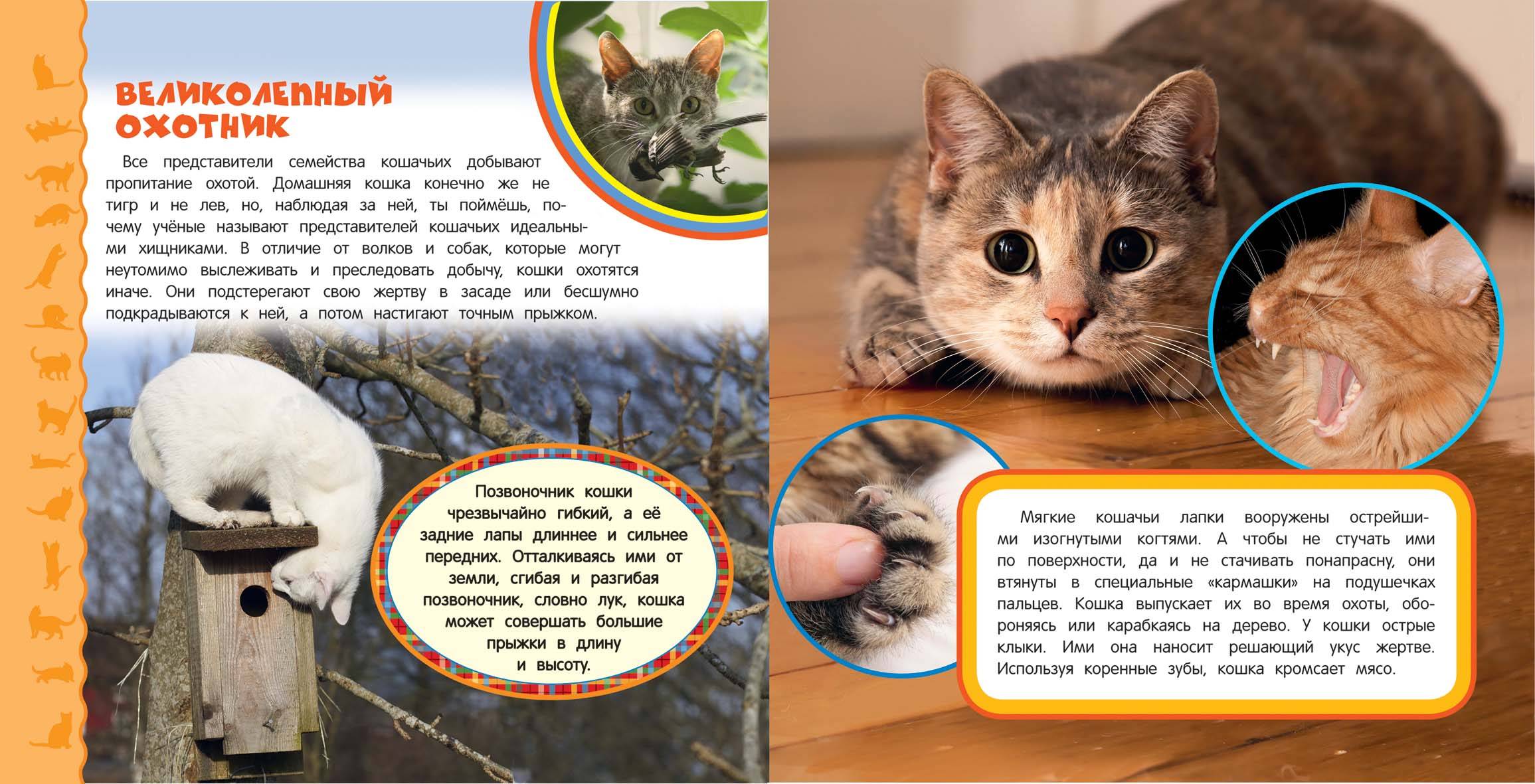 Самые интересные факты о кошках, которые стоит знать их владельцам