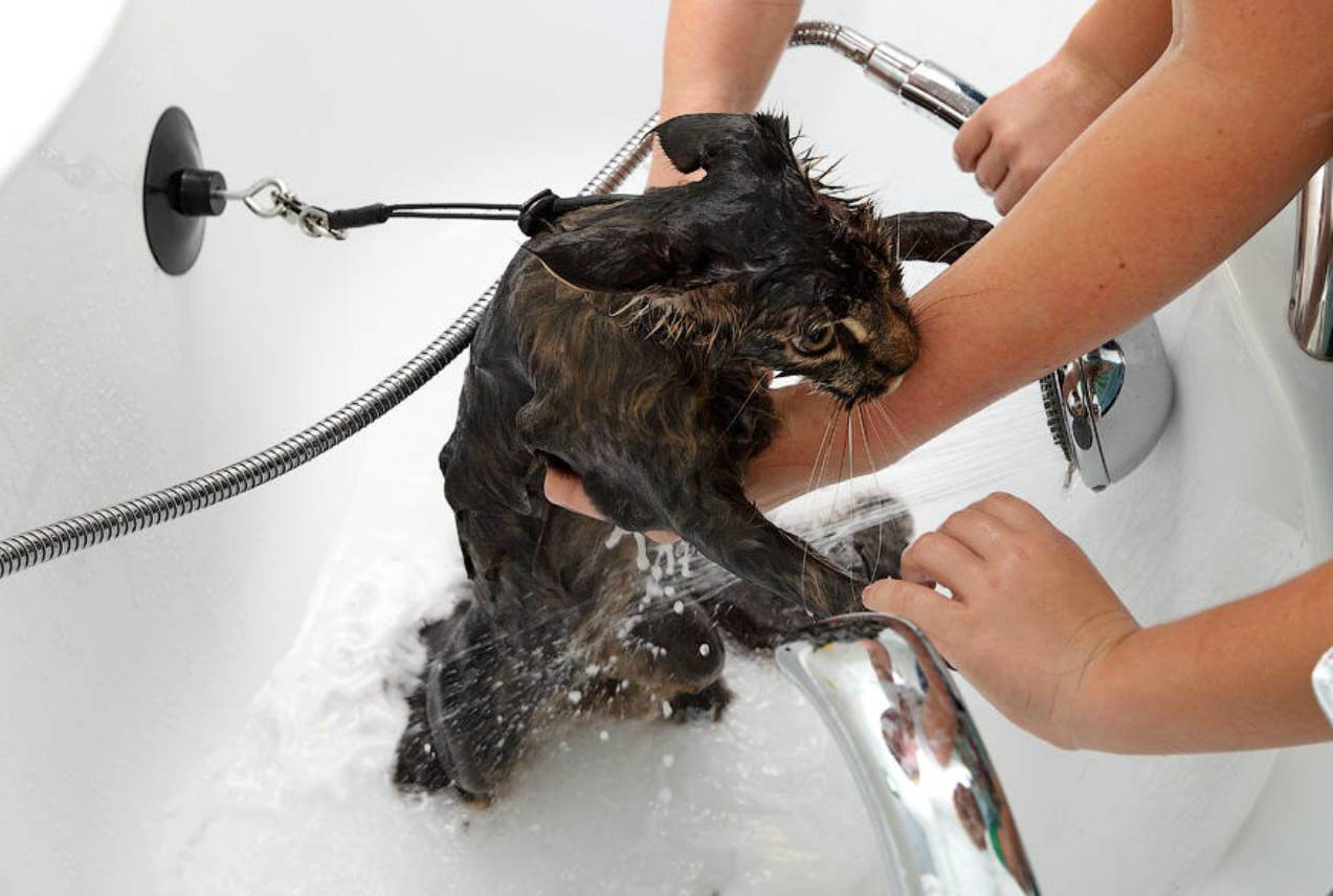 ᐉ как правильно мыть собаку? - ➡ motildazoo.ru