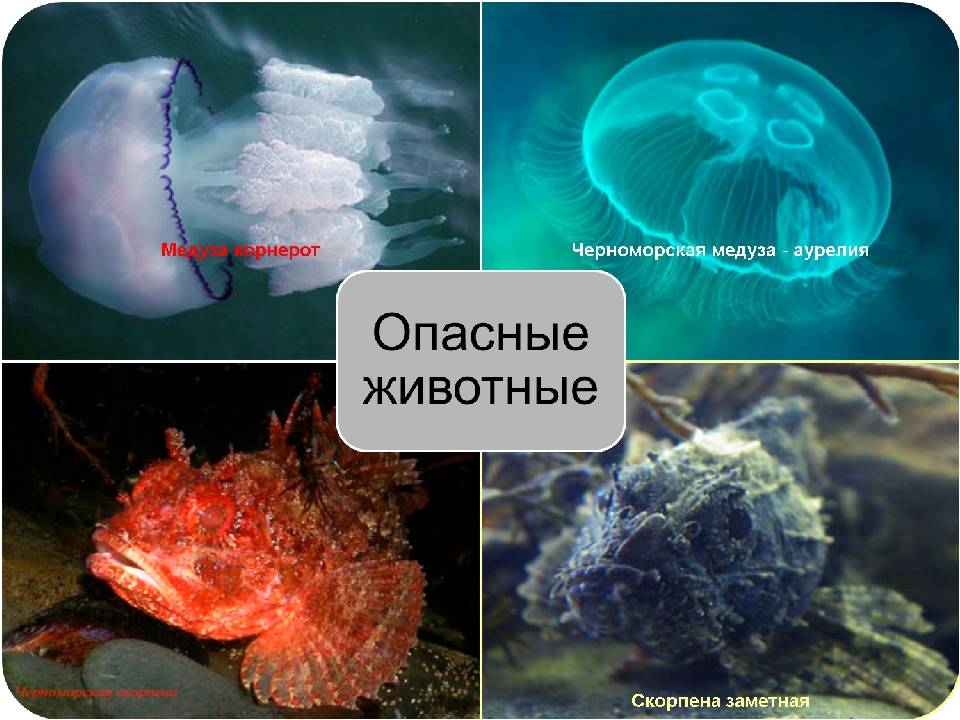 Виды медуз, обитающие в черном море