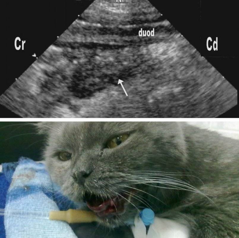Онкология у кошек - симптомы и лечение