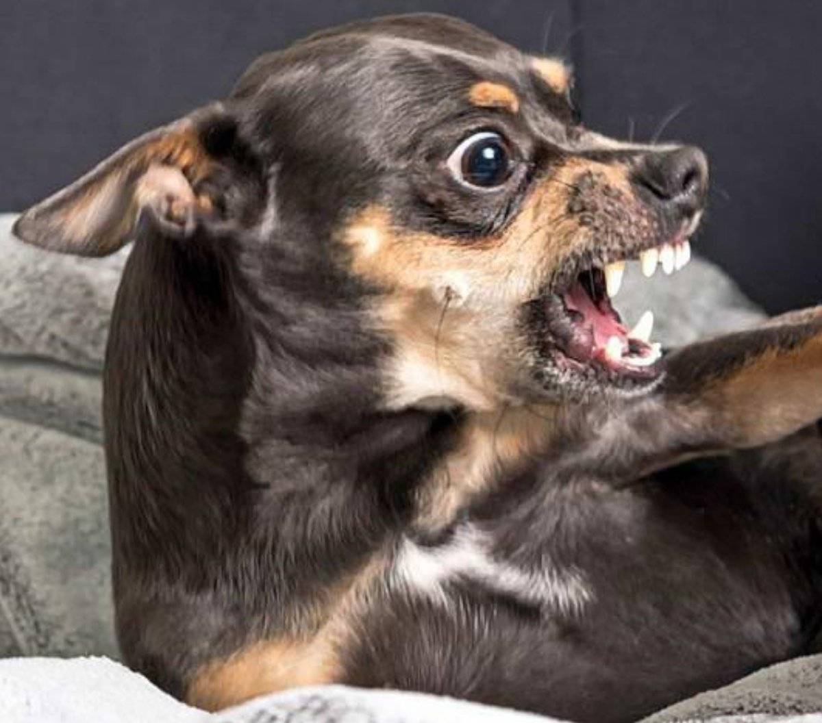 Какая порода собак самая агрессивная: причины агрессии, особенности дрессировки