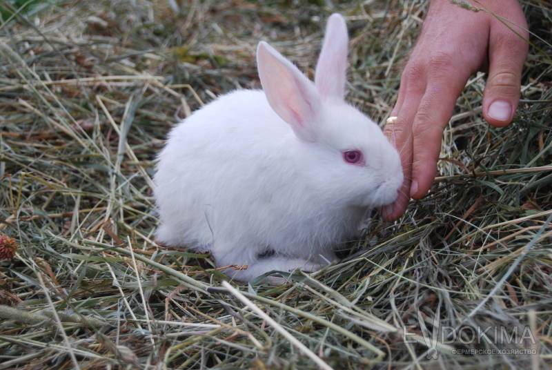 Кролик с красными глазами. характеристики белого кролика
