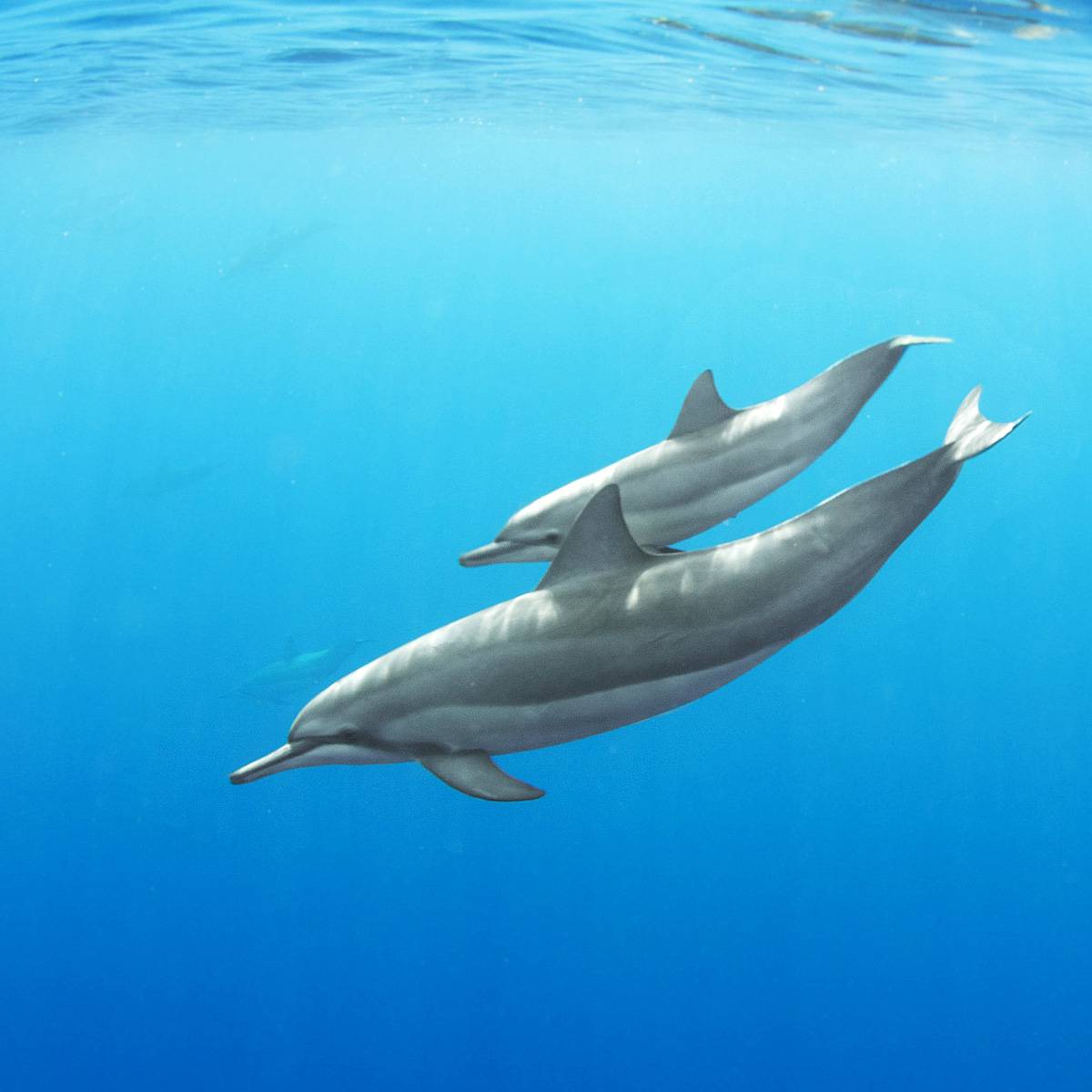 Интересные факты о дельфинах - 24сми