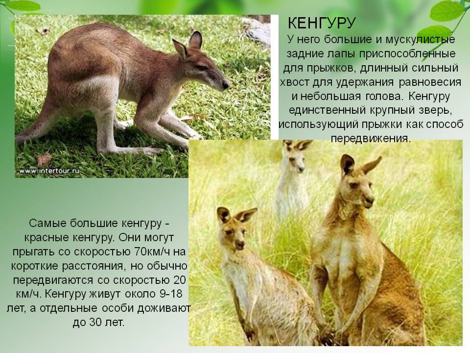 Кенгуру: виды, фото, описание, образ жизни своеобразного животного