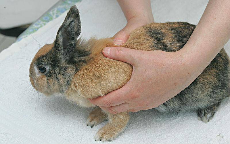 Болезни кроликов — заразные и незаразные