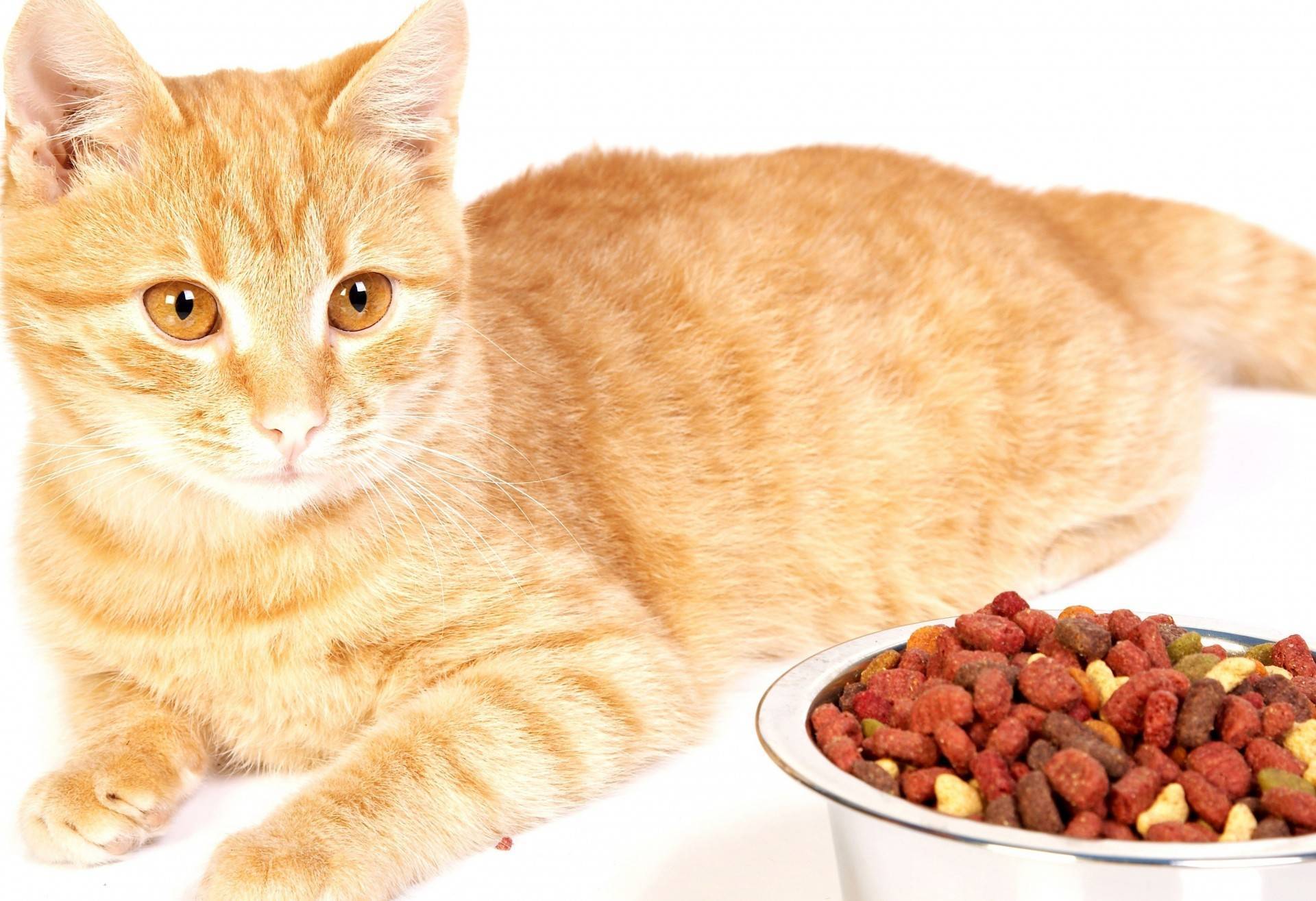 3 причины почему кошка не ест неделю - что делать