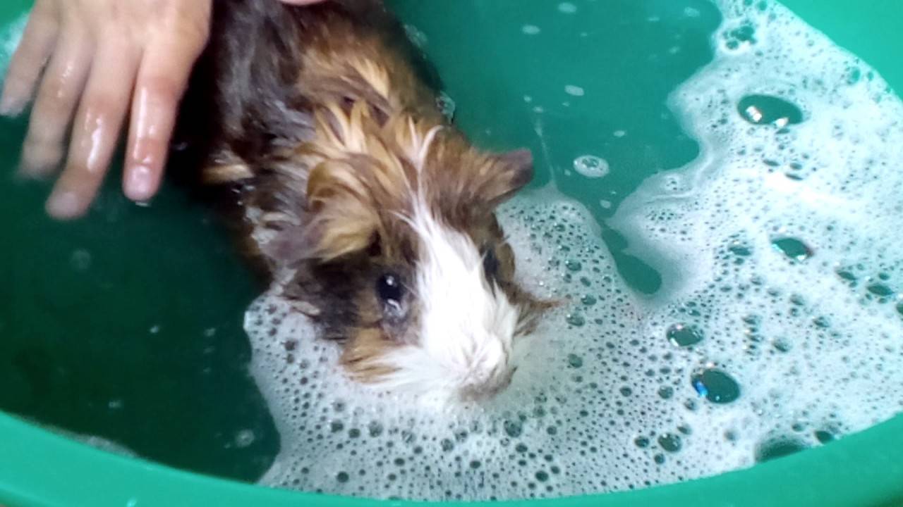 Можно ли купать морских свинок мылом