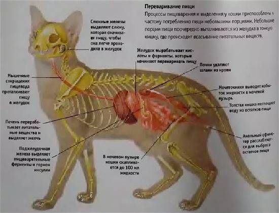 Строение внутренних органов кошки