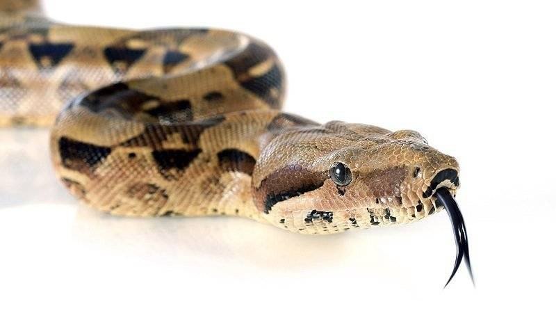 Сколько живут змеи в домашних условиях. сколько лет живет змея в неволе и в дикой природе? террариум для змеи