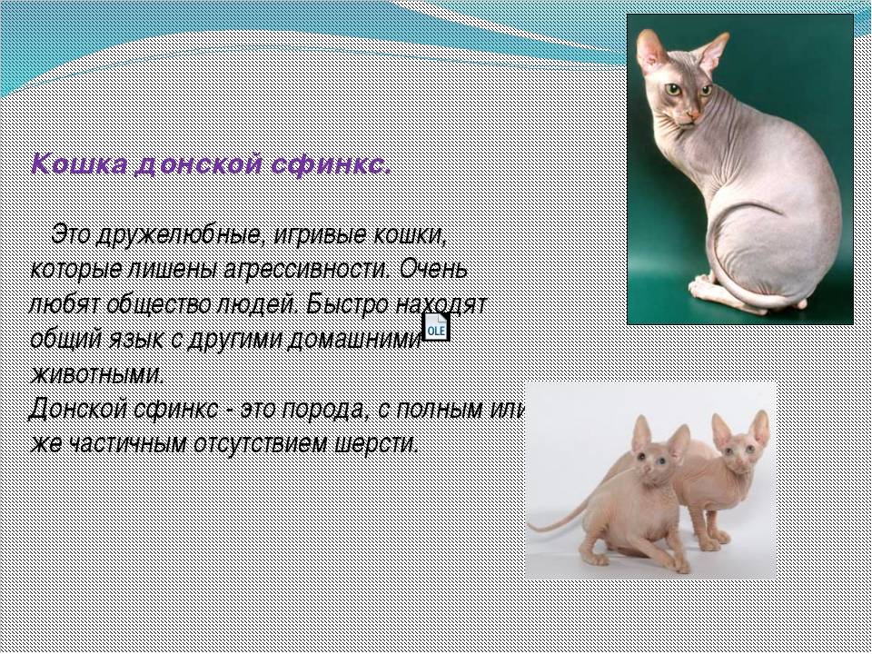Лысая крыса — что это за разновидность, характеристика породы