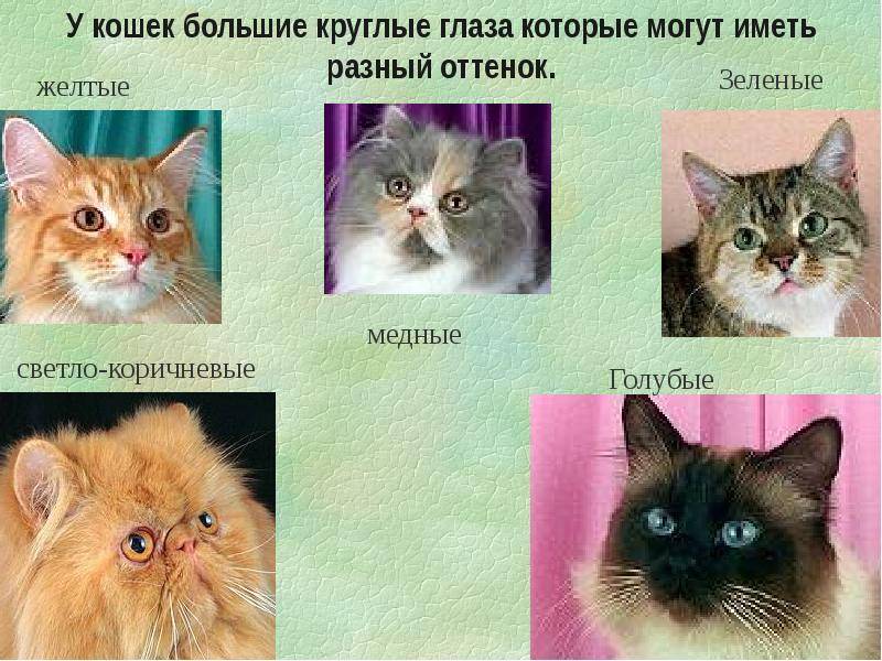 Черно-белые кошки: различные породы и особенности
