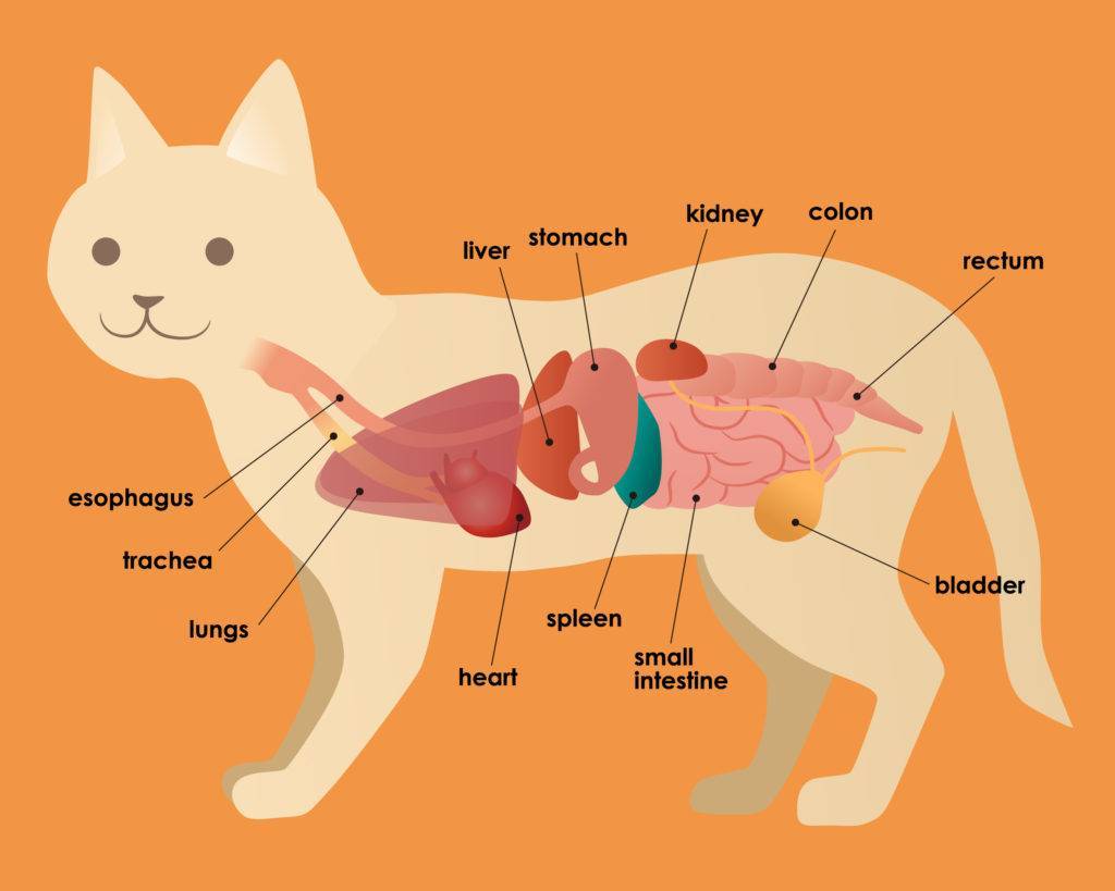 Анатомия кошки и особенности физиологии