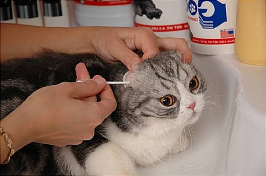 У котенка грязные уши: что делать в домашних условиях