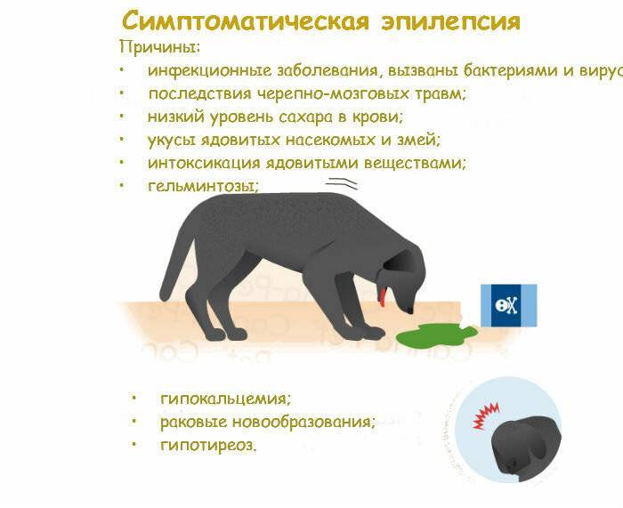 Эпилепсия у кошек: виды, признаки, симптомы, варианты лечения | звери дома