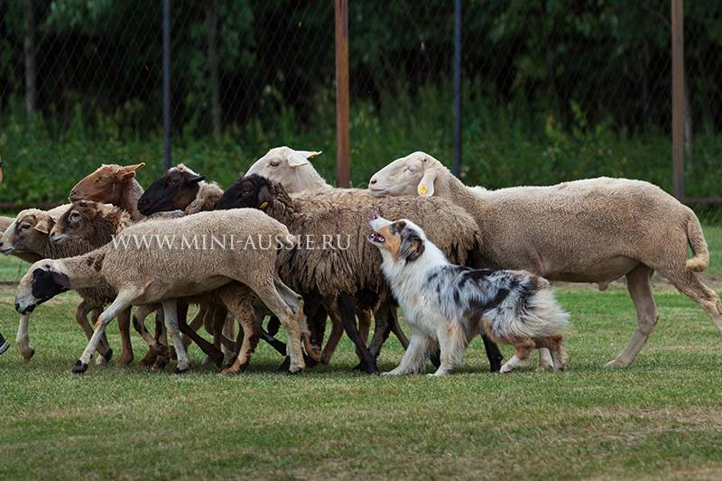 Пастушья овчарка: топ - 12 пород собак пастухов с описанием (фото)