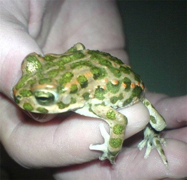 Серая жаба, чем питается, где обитает и как содержать дома
