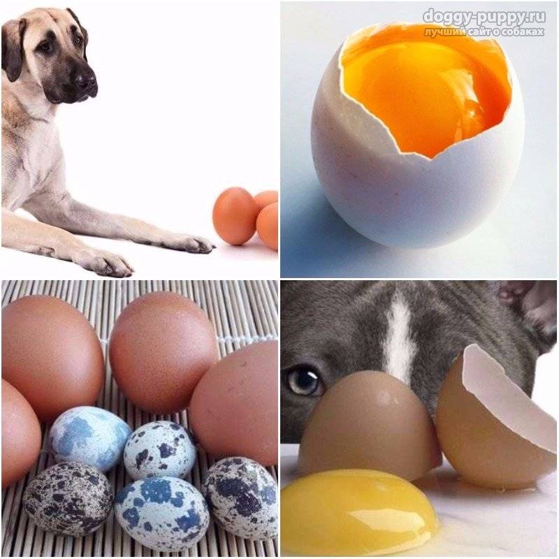 Можно ли собак кормить яйцами: сырыми и вареными
