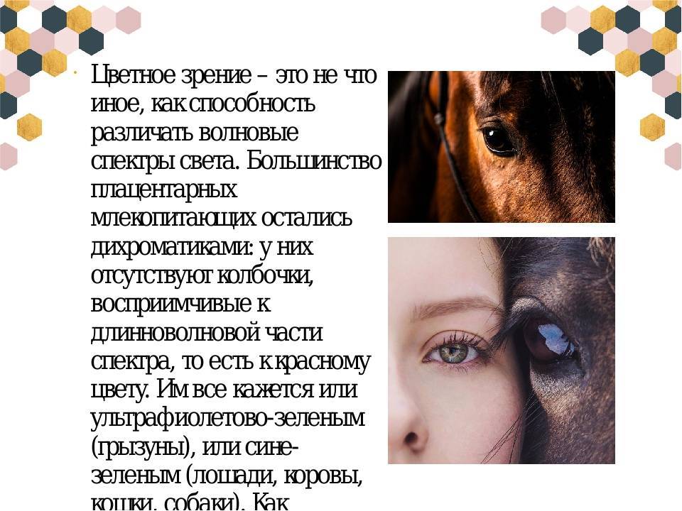 ᐉ как видят собаки? - ➡ motildazoo.ru