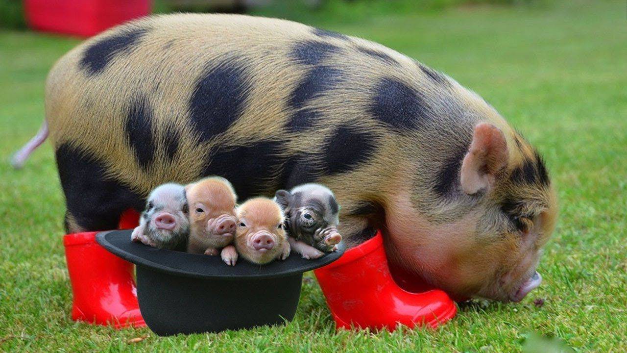 Свинья: характеристика, породы и домашнее содержание | планета животных