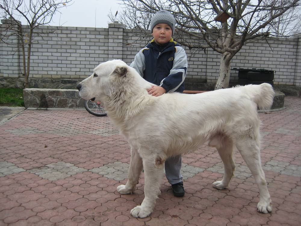 Всё о турецких кангалах: как выглядят огромные волкодавы, характер пса