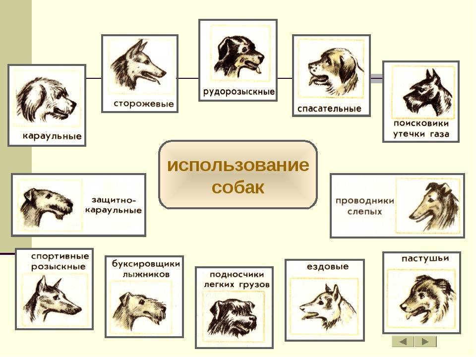 Собаки в группе 8: классификация породы fci — сайт эксперта по животным — howmeow