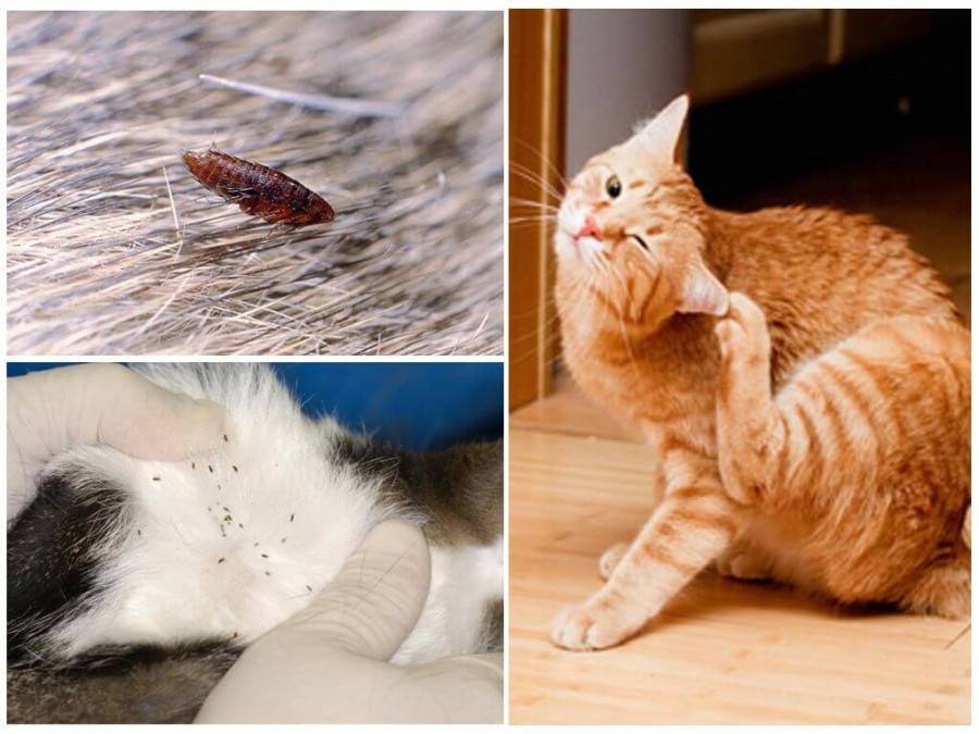 Как вывести блох у кошки в домашних условиях