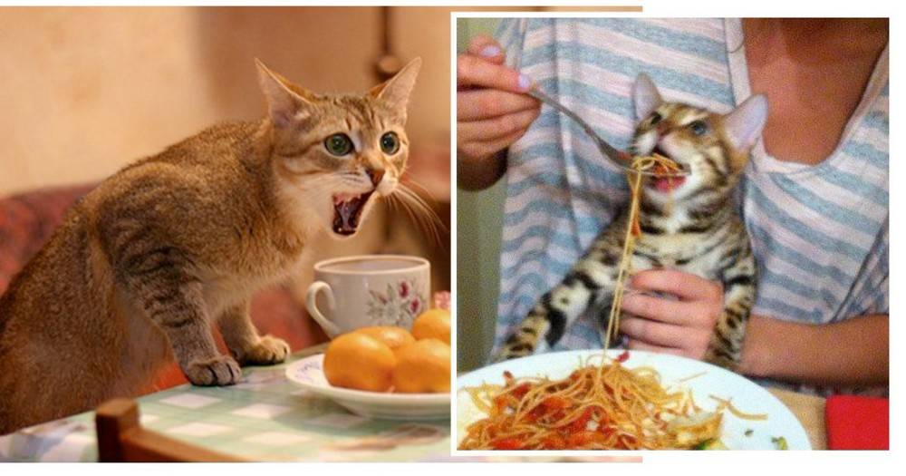 Почему кошка плохо ест и худеет