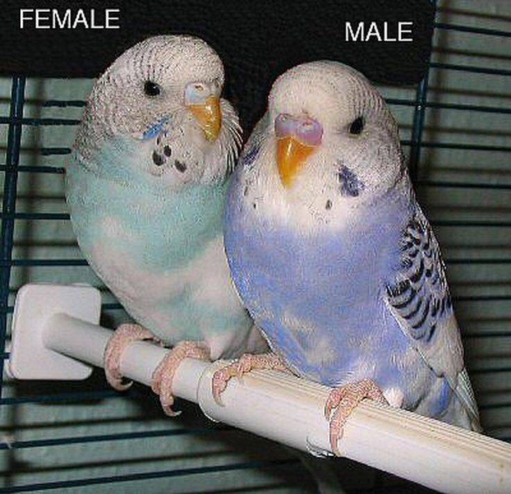 Как научить говорить волнистого попугая мальчика или девочку
