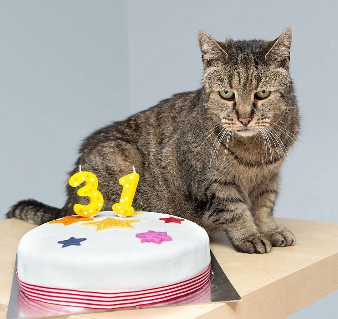 10 рекордсменов мира среди котов и кошек долгожителей