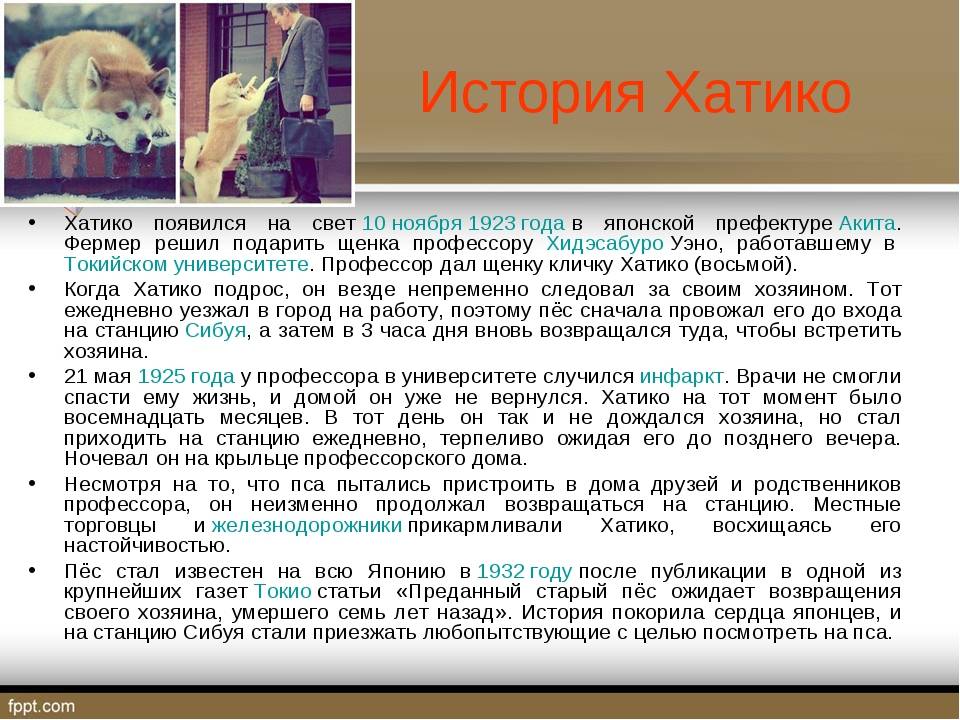 14 фактов о настоящем хатико — новости