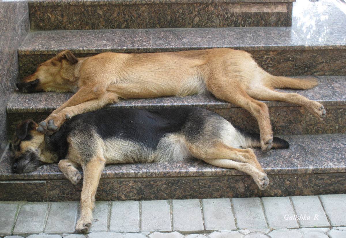 Как защитить собаку в жару дома, на улице и в поездке