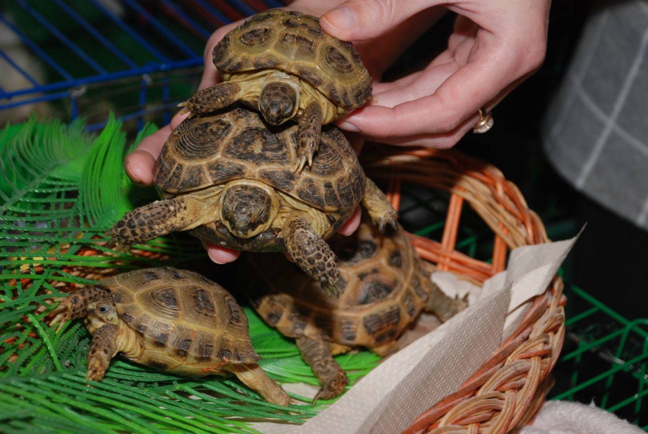 Все о сухопутных черепахах: где живут, чем питаются и как их содержать дома